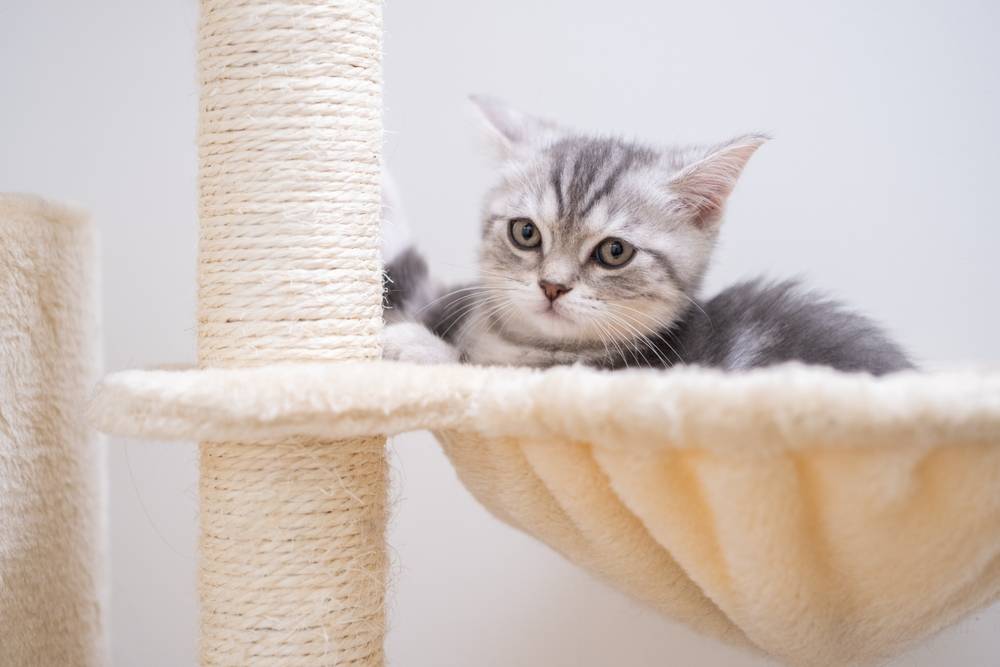 Как быстро приучить кота к когтеточке | Блог Petstory