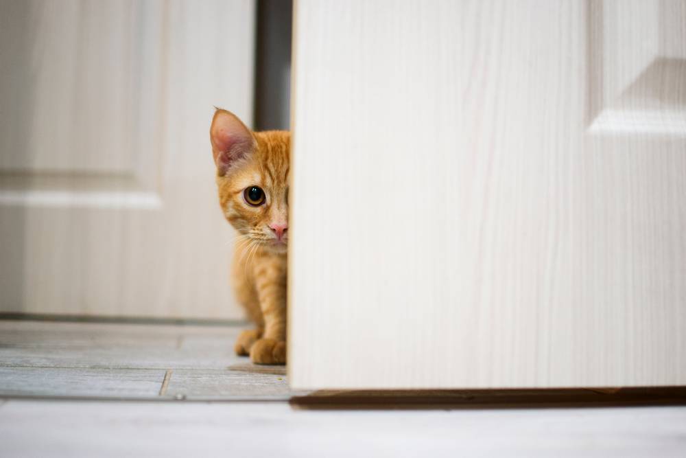 Почему кот скребет шкаф