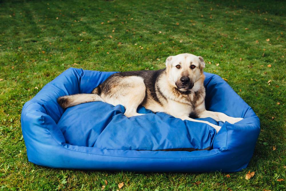 Лучшая лежанка для собаки или 15 причин выбрать лежак Pet Lounge | Фото и отзывы покупателей