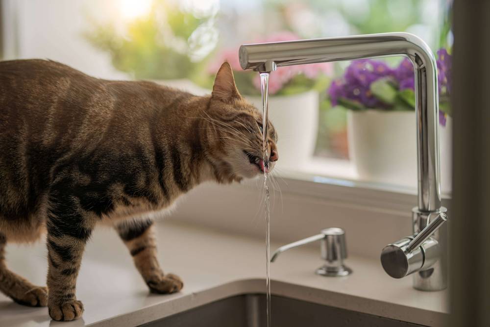 Почему кошка пьет воду из крана, а не из миски?