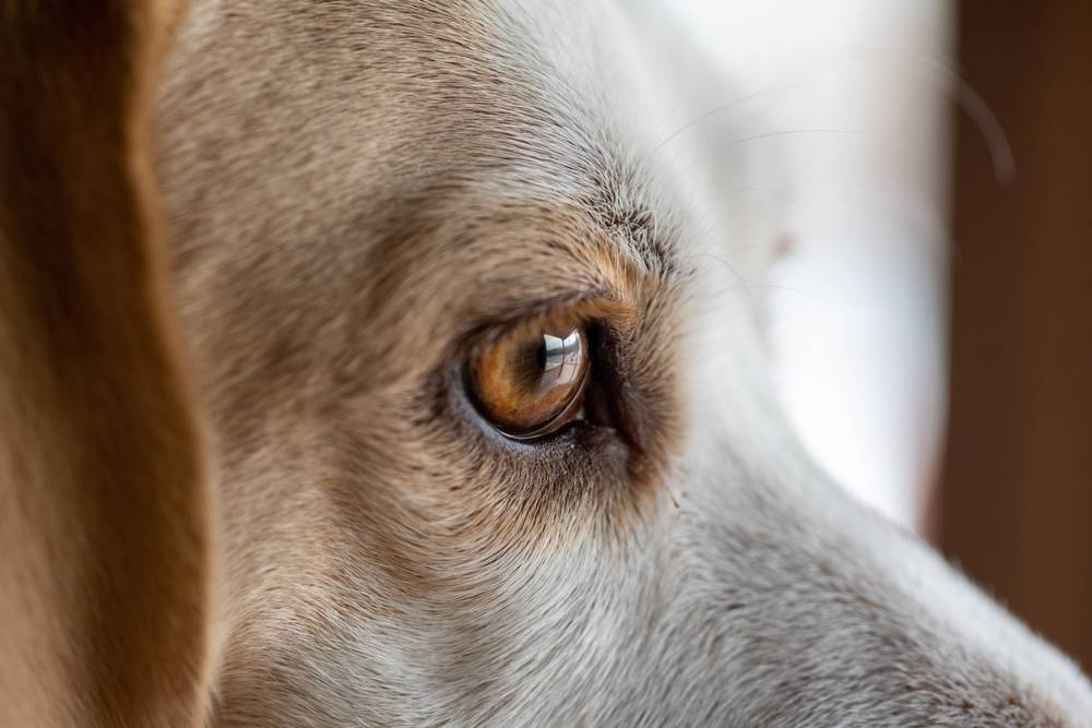 Причини сльозотечі у собак і як правильно доглядати за очима улюбленця