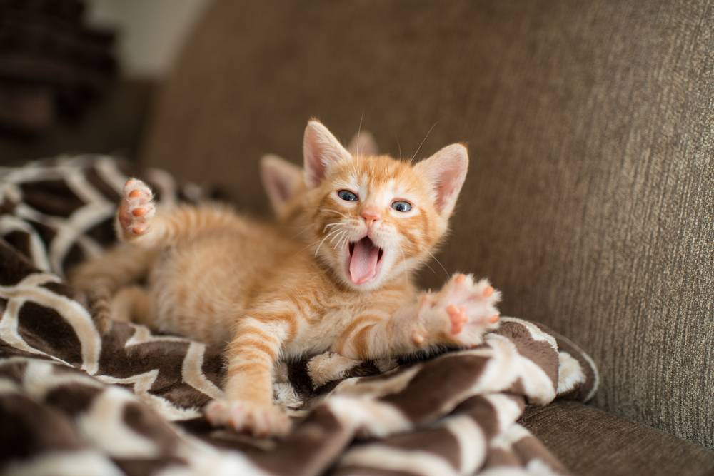 Кошка зовет котят. Очаровательные котейки.