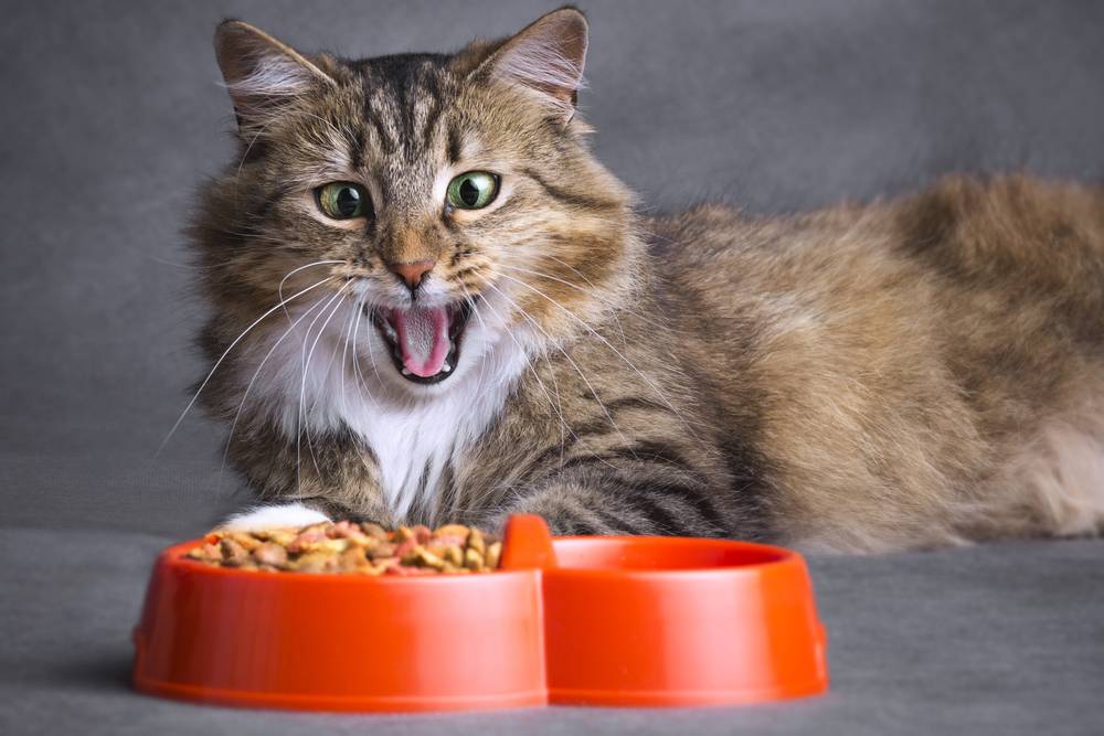 Кошку или кота тошнит и рвёт после еды – что делать?