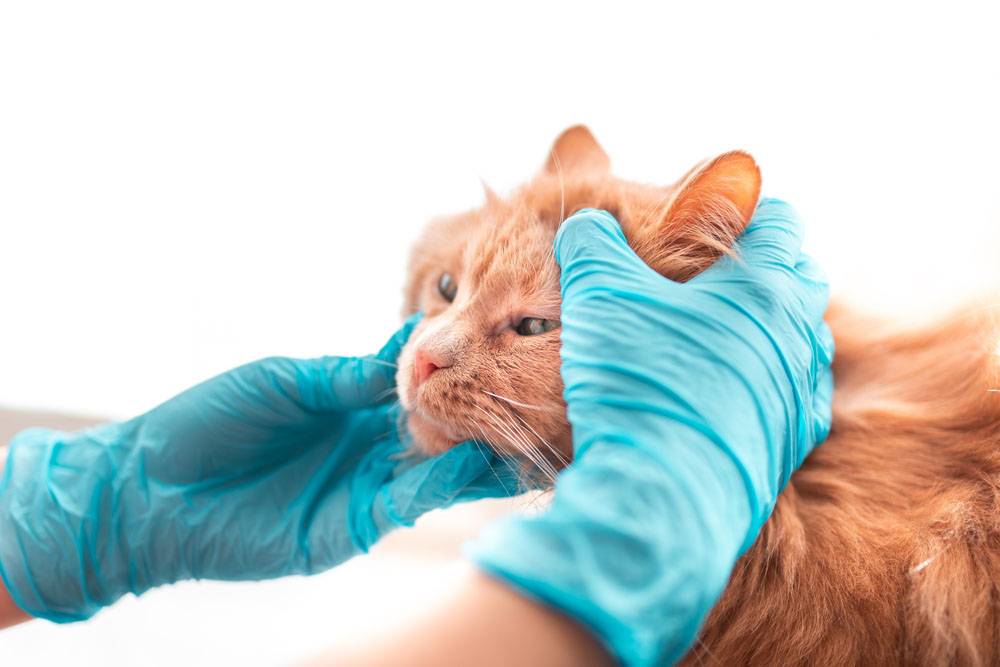 Герпес у кошек: симптомы, как и чем лечить кошачий герпесвирус