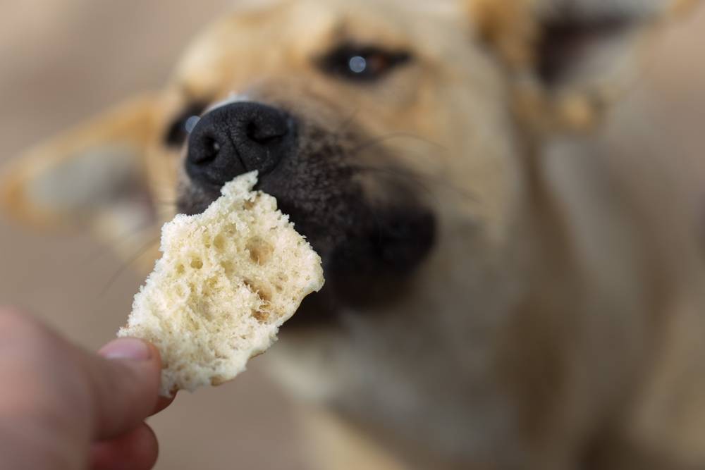 Можно ли собаке давать хлеб