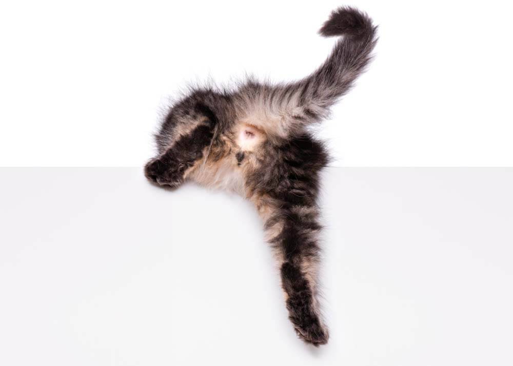 Параанальные железы у кошки: воспаление, лечение, чистка