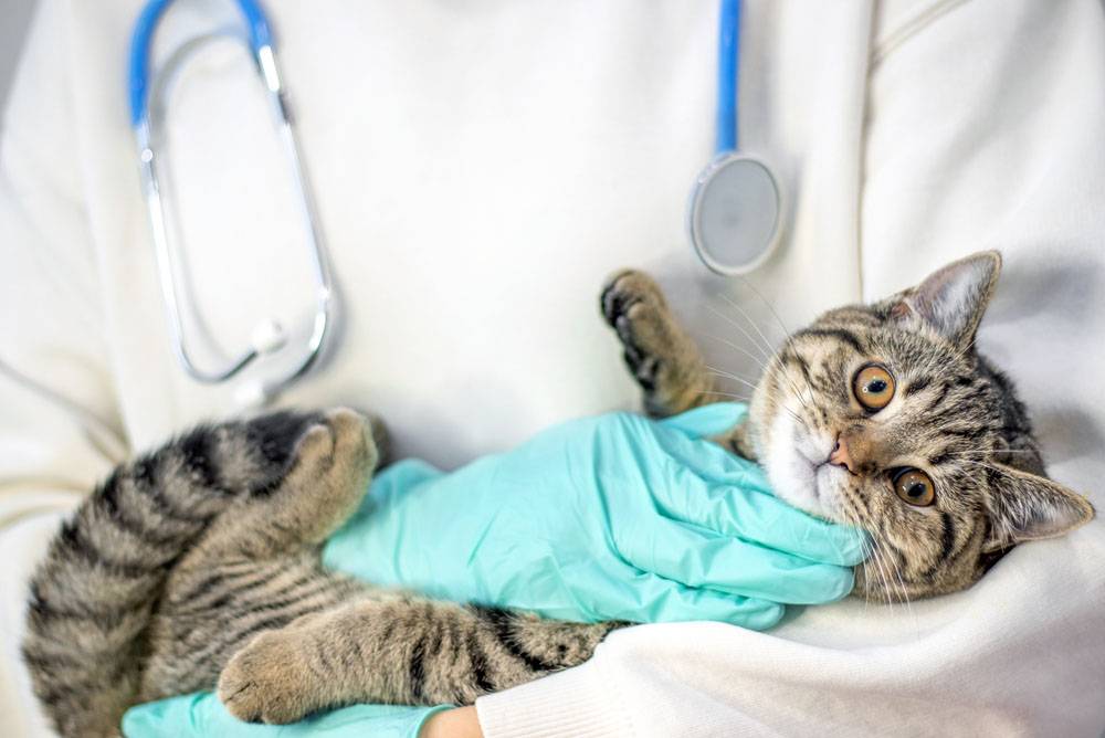 Болезни почек у кошек: симптомы и лечение заболевания, признаки проблем с почками