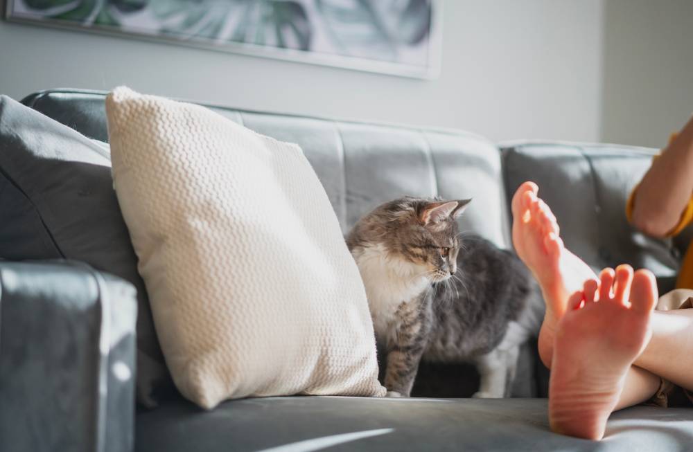 почему кошки кусают за ноги своих хозяев