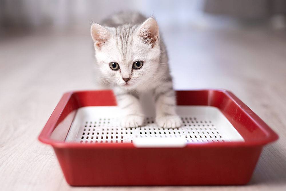 Как приучить котенка к лотку в квартире быстро и просто