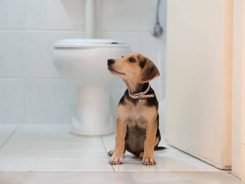 Кровь в кале у собаки: причины и эффективное лечение