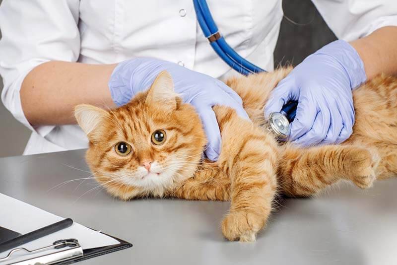 Энтерит у кошек: симптомы, лечение, виды