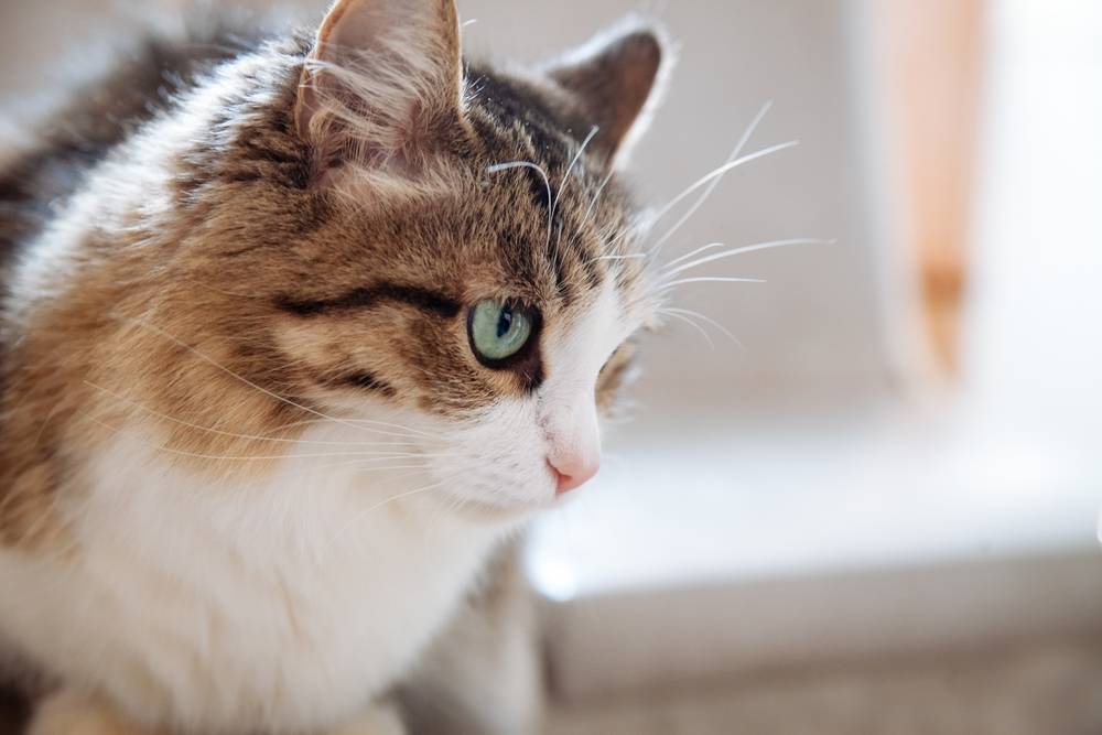 Шишка у кошки: на животе, шее, голове и других местах: симптомы, лечение  опухоли