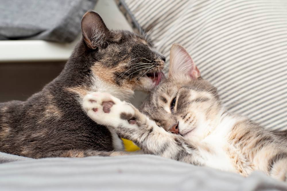 Почему коты и кошки вылизывают друг друга – 7 причин