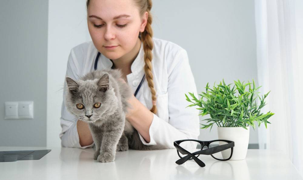 Болезни суставов у кошек: симптомы и лечение