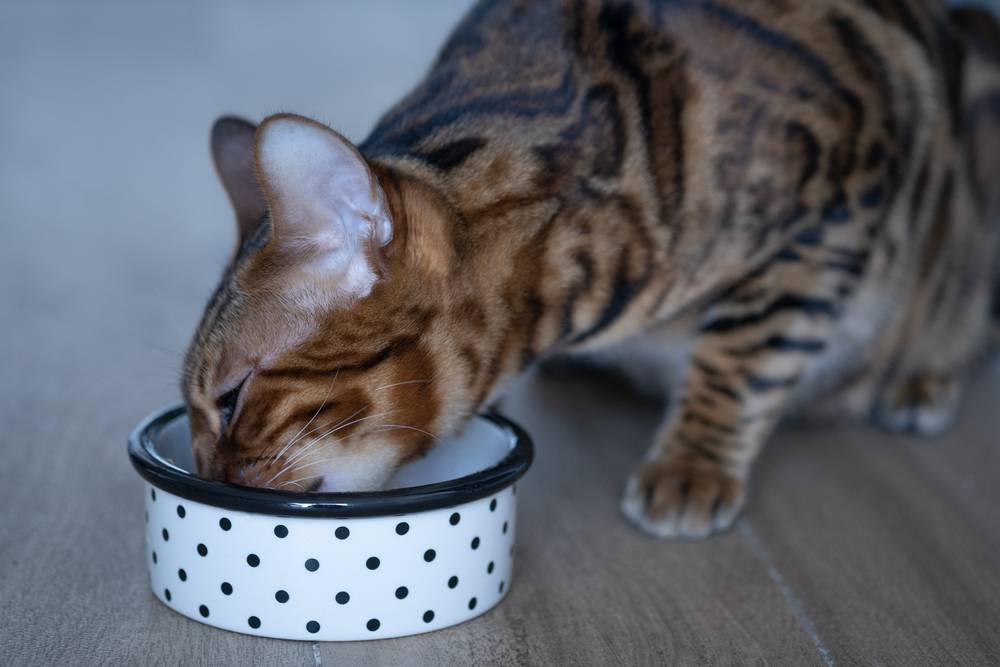 Можно ли кошкам молоко и если нельзя давать, то почему – польза и вред  продукта