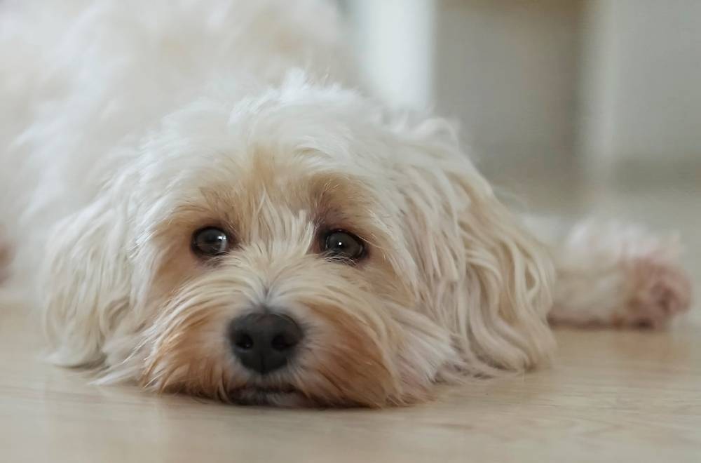 Заворот кишок у собак: симптомы и признаки, от чего бывает и что делать