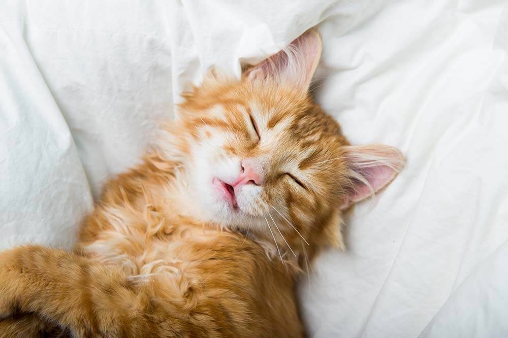 котенок сопит во сне