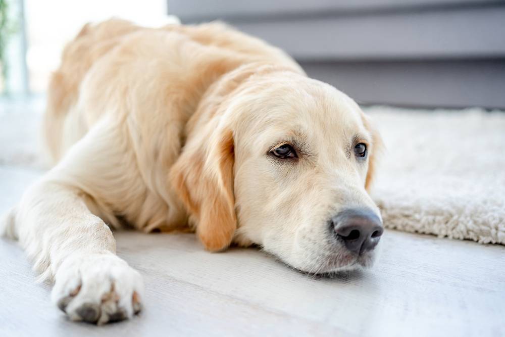 Лямблиоз у собак (лямблии): симптомы и лечение, опасность