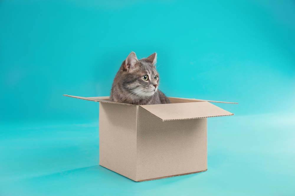 Почему кошки любят коробки – 5 причин