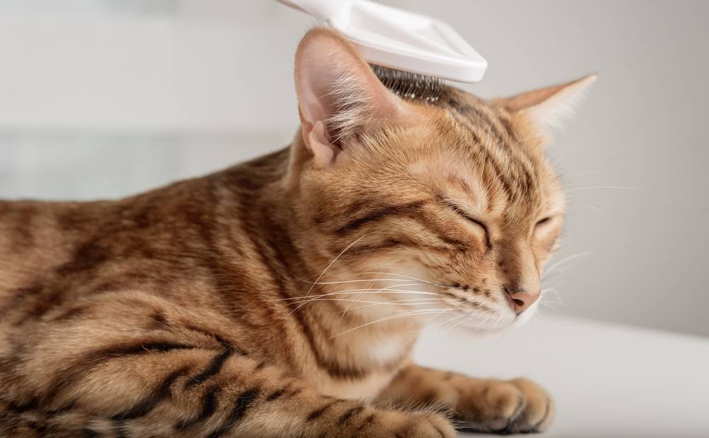 Почему кошки мурчат – что это значит и как они мурлыкают