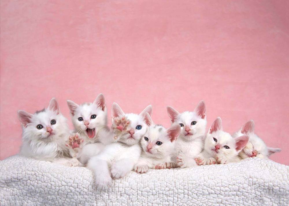 сколько котят может родить кошка в первый раз