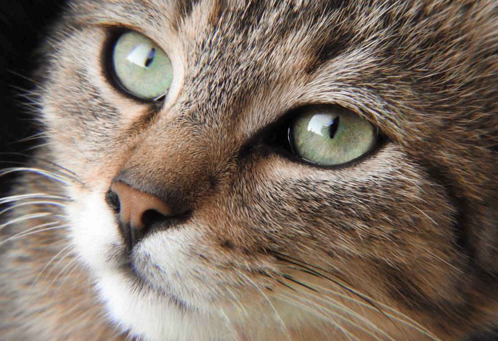 Зачем котам усы или вибриссы, что будет если отрезать или подстричь,  отрастут ли они?
