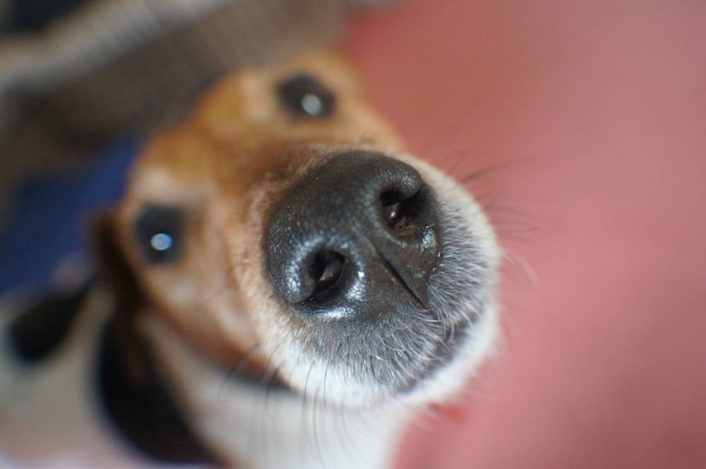 Что делать, если собака хрюкает носом, как будто задыхается и почему это  происходит?