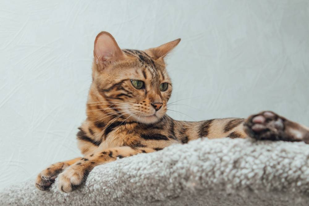 ТОП 6 пород кошек с пятнистым окрасом - названия, описание и фото — Природа Мира