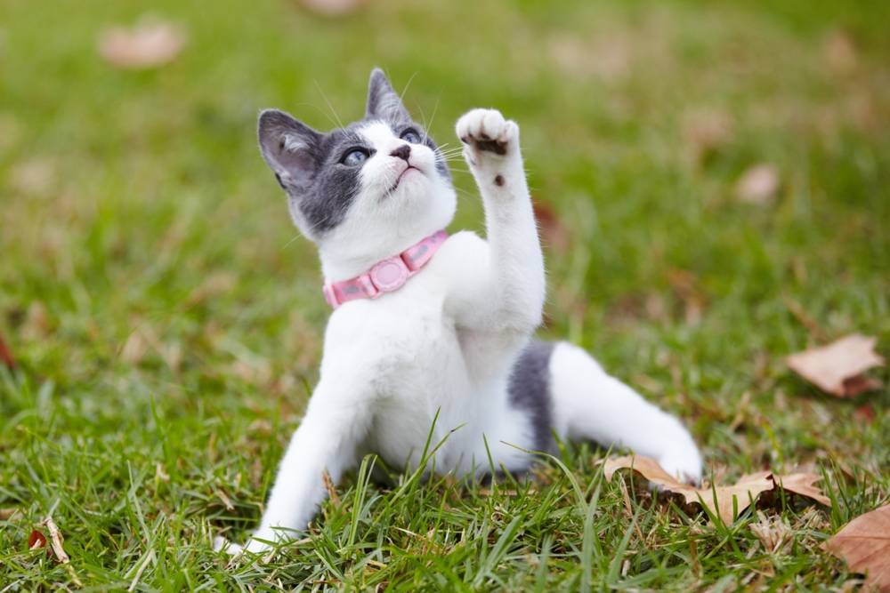 Почему котики такие милые – 8 научных причин