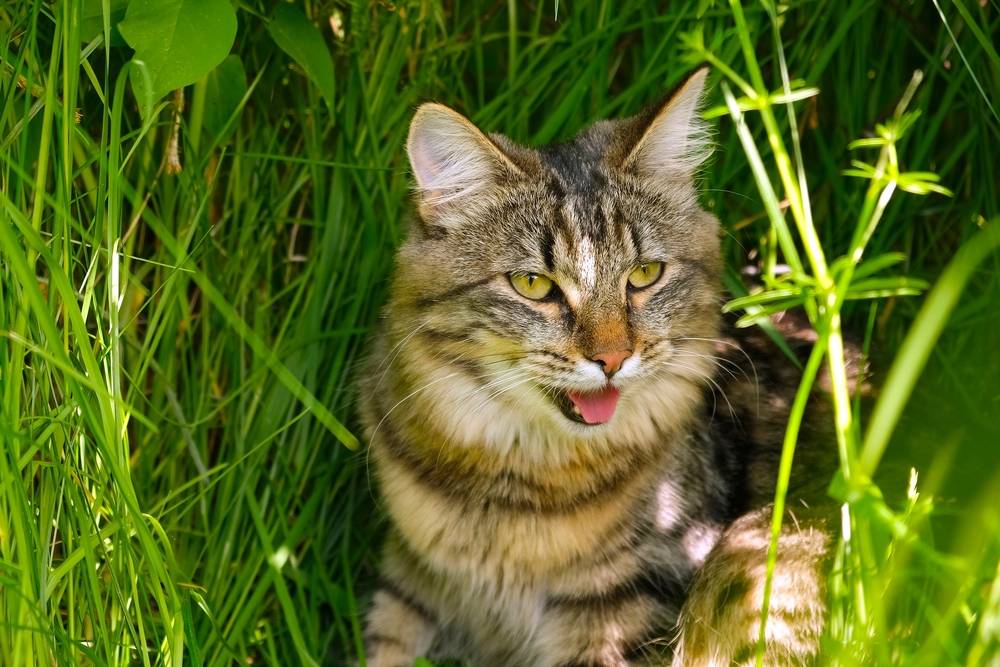 Кошка часто дышит животом – почему дыхание учащенное и какая ЧДД в норме?