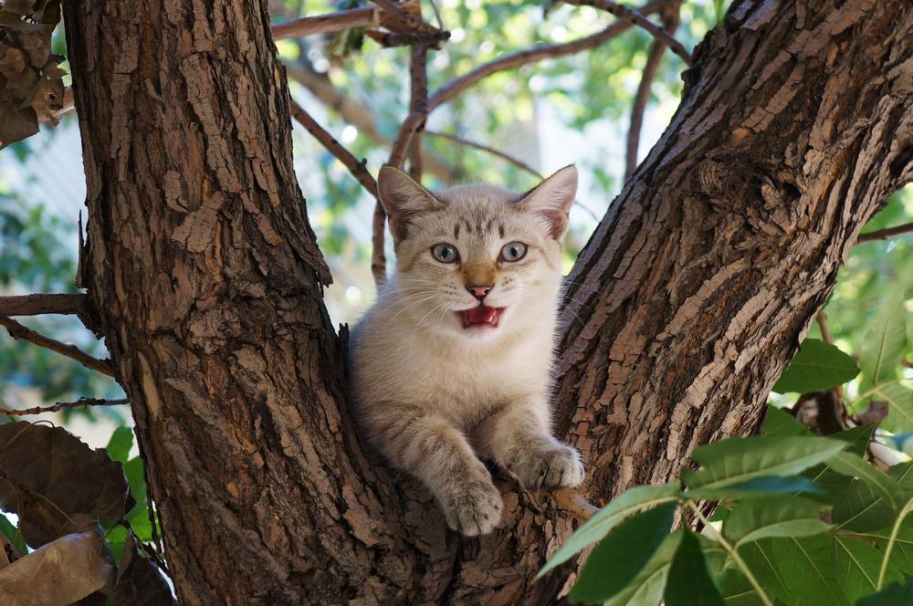Кошка вторые сутки не может слезть с дерева в лесу