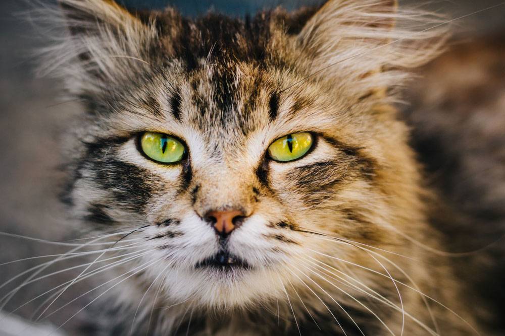 Блефарит у кошек: симптомы, лечение и профилактика