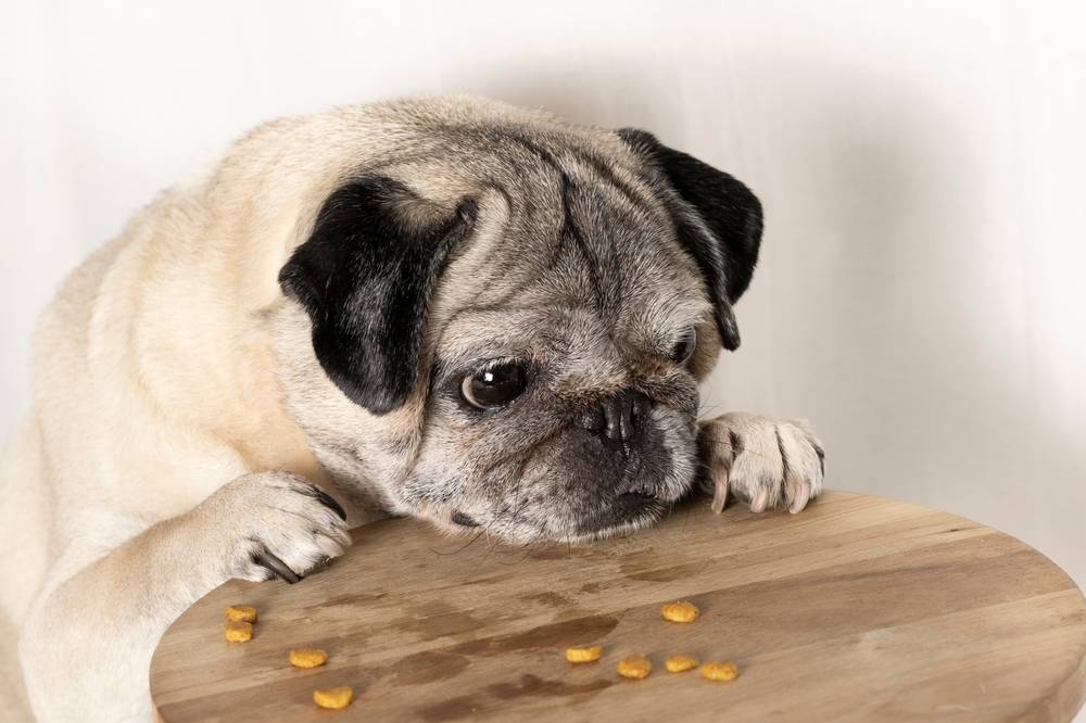 Чем кормить мопса в домашних условиях: взрослую собаку и щенка, что можно  есть, а что нельзя