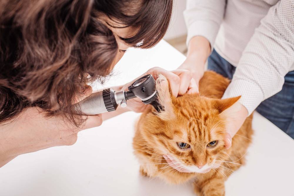Инфекционные заболевания ушей у кошек