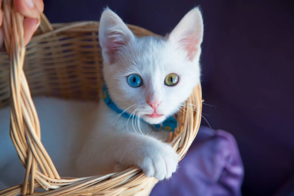 Самые популярные породы кошек в России: от экзотических до домашних любимцев | Национальные котята