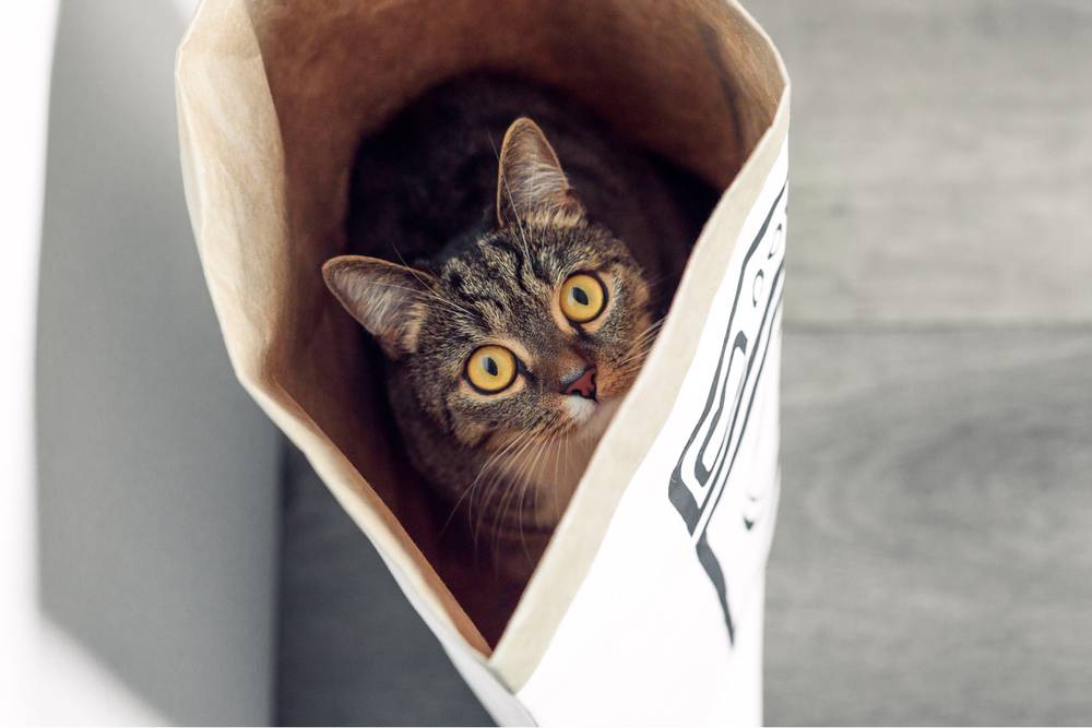 Почему кошки любят играться с пакетами? - Petstory
