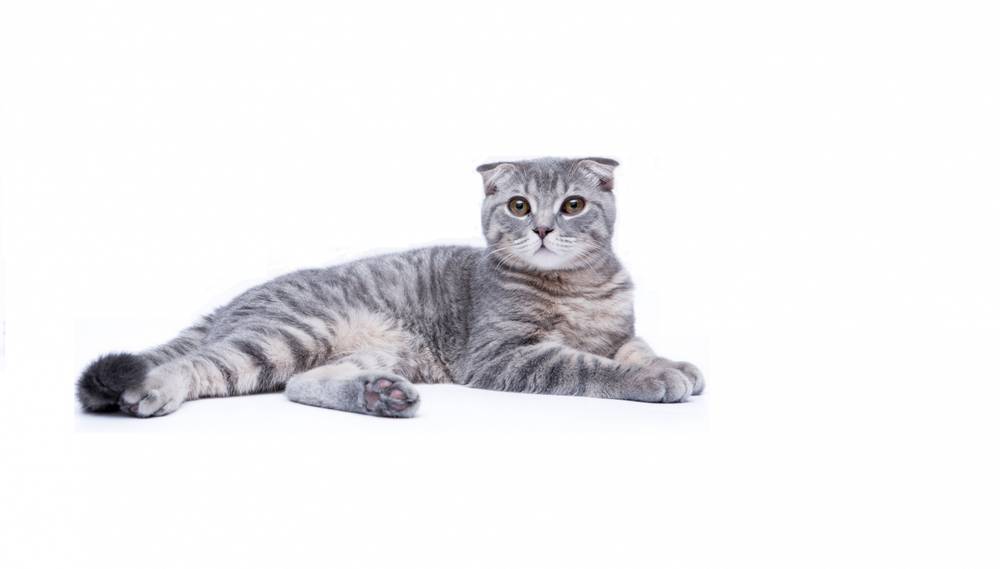 Кошки-долгожители: какие породы отличаются долголетием