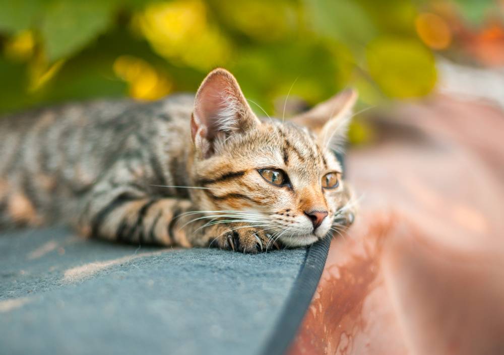 Кошачья депрессия: методы помощи и преодоления стресса у кошек
