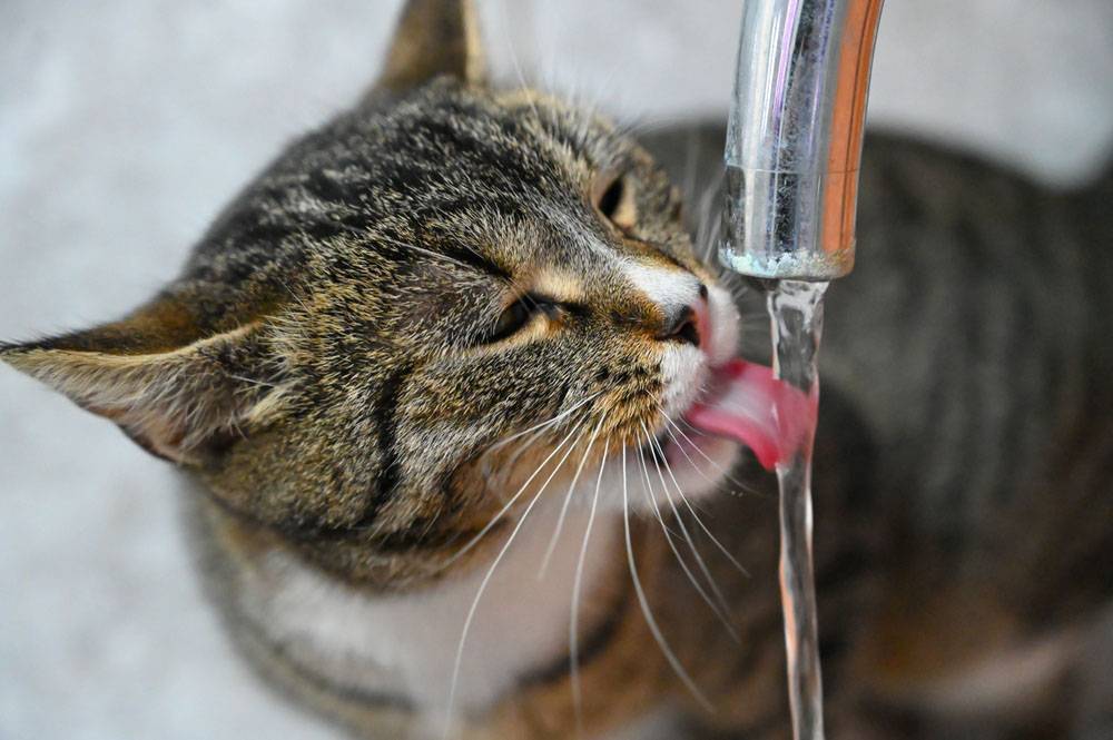 норма воды для кошки в сутки