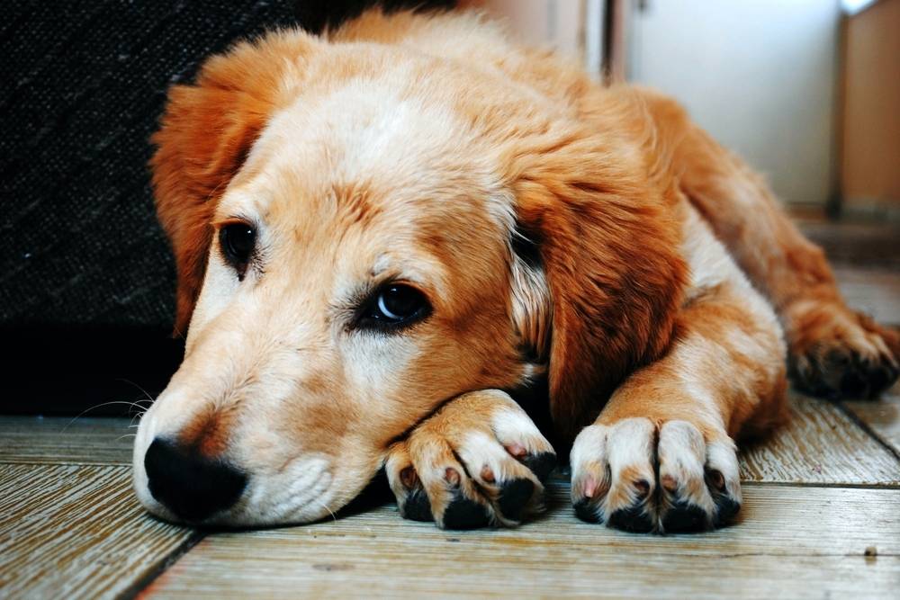 Боррелиоз у собак (болезнь Лайма): симптомы и лечение, опасность