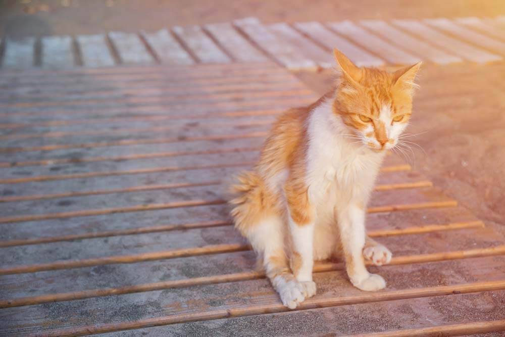 Почему кошка ездит и вытирает попу об пол или ковер – причины поведения
