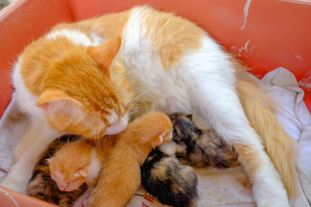 Как правильно принять роды у кошки в домашних условиях? - Petstory