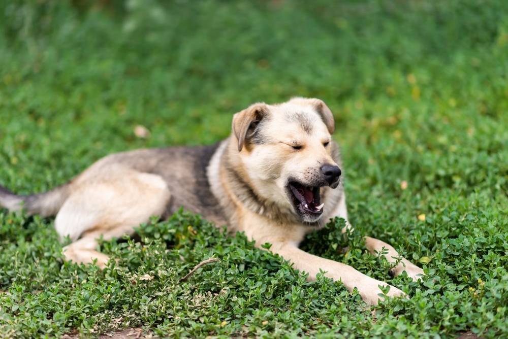 Собака чихает и фыркает: причины почему, что делать и чем лечить