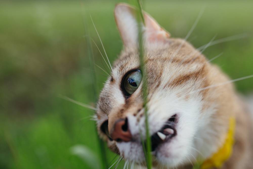 Почему коты открывают рот когда нюхают