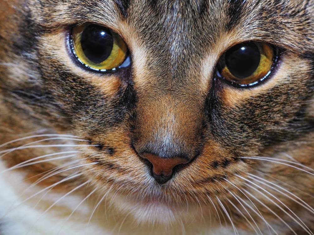 Умеют ли кошки плакать: могут ли плакать коты слезами