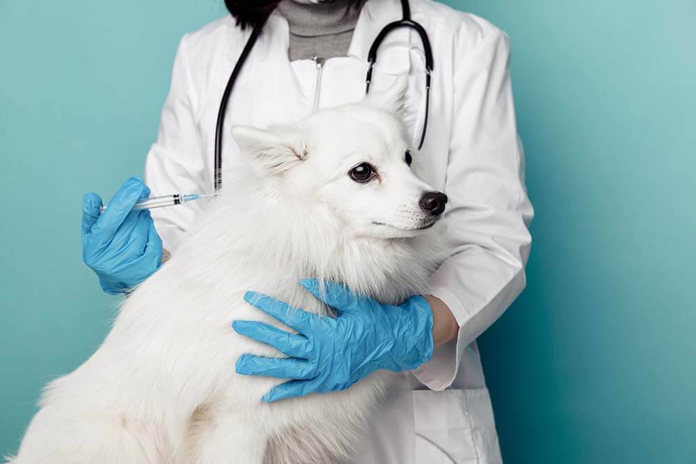 Вакцинация собак и кошек против бешенства по низким ценам в Сочи