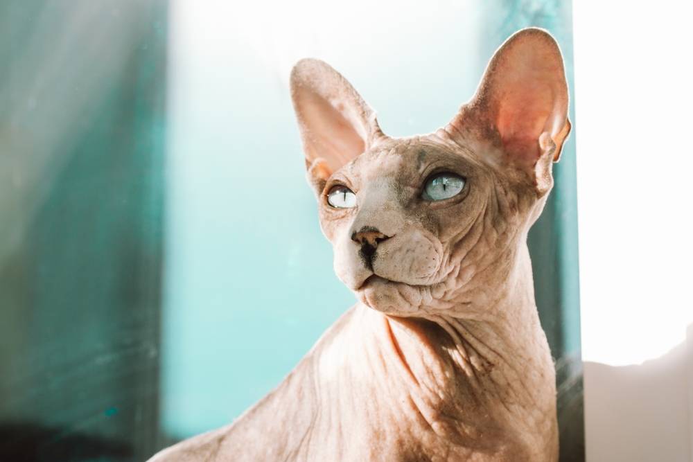 сколько живут сфинксы кошки в домашних условиях стерилизованные
