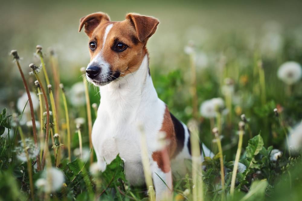 Сколько живут джек-рассел-терьеры: средняя продолжительность жизни собаки в  домашних условиях