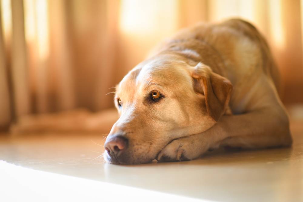 Аллергия у собак. Виды, симптомы, лечение - полезная информация для владельцев