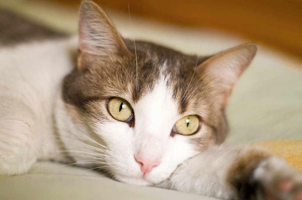 Холангит у кошек: что это, симптомы, лечение, опасность